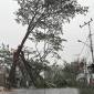 Pohon besar tumbang hingga menutupi seluruh badan jalan di Jalan Karang Anyar, Kelurahan Loktabat Utara, Kecamatan Banjarbaru Utara, Banjarbaru, Minggu (25/10/2026) petang. (Foto: Antara)