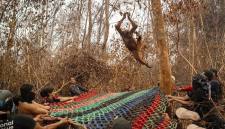 Penyelamatan Orang Utan di Kabupaten Ketapang dan Kayong Utara dari Karhutla. (Foto: HO-YIARI)