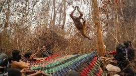 Penyelamatan Orang Utan di Kabupaten Ketapang dan Kayong Utara dari Karhutla. (Foto: HO-YIARI)