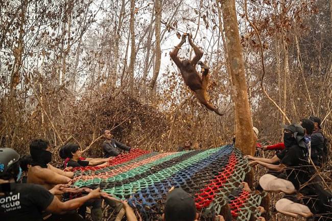 Penyelamatan Orang Utan di Kabupaten Ketapang dan Kayong Utara dari Karhutla. (Foto: HO-YIARI)