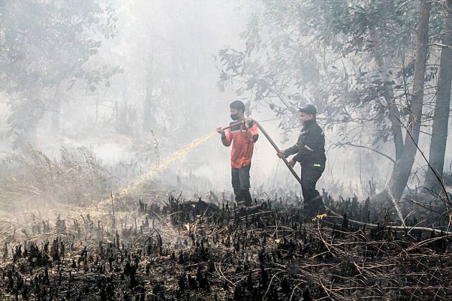 Petugas melakukan pemadaman kebakaran lahan di wilayah Kota Palangka Raya. (Foto: HO-Antara)
