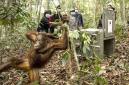 BKSDA dan YIARI Kalbar melakukan translokasi terhadap delapan orang utan Kalimantan yang kehilangan habitat akibat kebakaran hutan dan lahan (karhutla) di Kalimantan Barat. (Foto: HO-YIARI Kalbar)