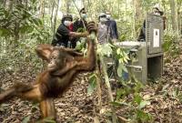 BKSDA dan YIARI Kalbar melakukan translokasi terhadap delapan orang utan Kalimantan yang kehilangan habitat akibat kebakaran hutan dan lahan (karhutla) di Kalimantan Barat. (Foto: HO-YIARI Kalbar)