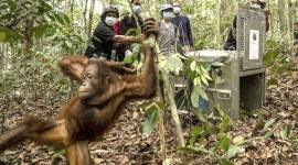 BKSDA dan YIARI Kalbar melakukan translokasi terhadap delapan orang utan Kalimantan yang kehilangan habitat akibat kebakaran hutan dan lahan (karhutla) di Kalimantan Barat. (Foto: HO-YIARI Kalbar)