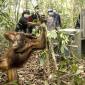 BKSDA dan YIARI Kalbar melakukan translokasi terhadap delapan orang utan Kalimantan yang kehilangan habitat akibat kebakaran hutan dan lahan (karhutla) di Kalimantan Barat. (Foto: HO-YIARI Kalbar)