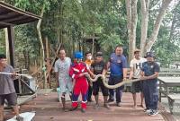 Evakuasi king cobra atau kobra raja di Kotawaringin Barat, Kamis (8/10/2026). (Foto: HO-Damkar Kobar)
