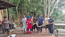 Evakuasi king cobra atau kobra raja di Kotawaringin Barat, Kamis (8/10/2026). (Foto: HO-Damkar Kobar)