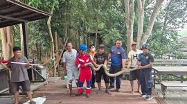 Evakuasi king cobra atau kobra raja di Kotawaringin Barat, Kamis (8/10/2026). (Foto: HO-Damkar Kobar)
