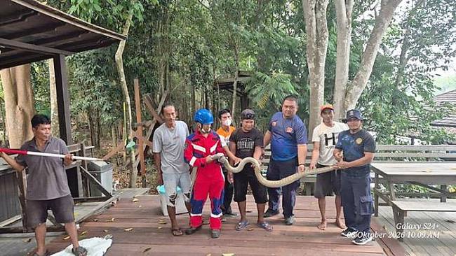 Evakuasi king cobra atau kobra raja di Kotawaringin Barat, Kamis (8/10/2026). (Foto: HO-Damkar Kobar)
