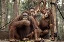 Foto Ilustrasi orang utan di Nyaru Menteng, Palangka Raya. (Foto: Antara/Bayu Pratama S)