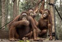 Foto Ilustrasi orang utan di Nyaru Menteng, Palangka Raya. (Foto: Antara/Bayu Pratama S)