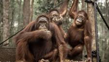 Foto Ilustrasi orang utan di Nyaru Menteng, Palangka Raya. (Foto: Antara/Bayu Pratama S)
