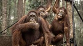 Foto Ilustrasi orang utan di Nyaru Menteng, Palangka Raya. (Foto: Antara/Bayu Pratama S)