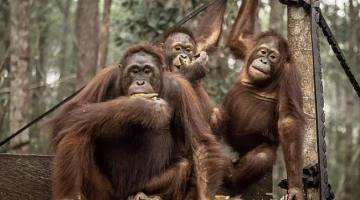 Foto Ilustrasi orang utan di Nyaru Menteng, Palangka Raya. (Foto: Antara/Bayu Pratama S)
