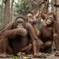 Foto Ilustrasi orang utan di Nyaru Menteng, Palangka Raya. (Foto: Antara/Bayu Pratama S)
