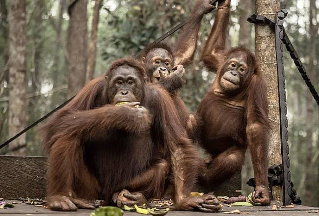 Foto Ilustrasi orang utan di Nyaru Menteng, Palangka Raya. (Foto: Antara/Bayu Pratama S)