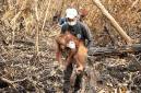 Evakuasi orang utan di Ketapang. (Foto: HO-YIARI)