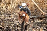 Evakuasi orang utan di Ketapang. (Foto: HO-YIARI)