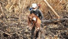 Evakuasi orang utan di Ketapang. (Foto: HO-YIARI)