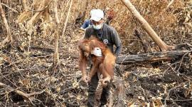 Evakuasi orang utan di Ketapang. (Foto: HO-YIARI)