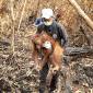 Evakuasi orang utan di Ketapang. (Foto: HO-YIARI)