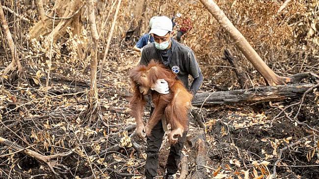 Evakuasi orang utan di Ketapang. (Foto: HO-YIARI)