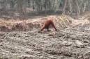 
Orang utan di Kalteng. (Foto: Istimewa).