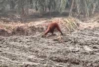 
Orang utan di Kalteng. (Foto: Istimewa).