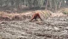 
Orang utan di Kalteng. (Foto: Istimewa).