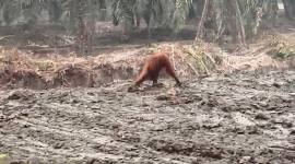 
Orang utan di Kalteng. (Foto: Istimewa).