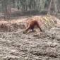 
Orang utan di Kalteng. (Foto: Istimewa).