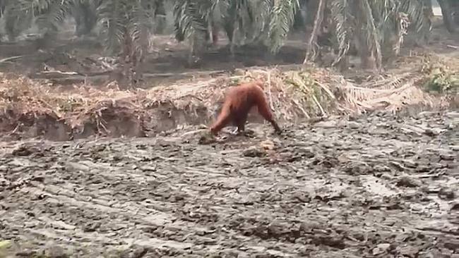 
Orang utan di Kalteng. (Foto: Istimewa).