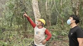 Pencarian orang utan terdampak karhutla. (Foto: HO-BKSDA Kalteng)
