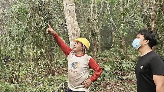 Pencarian orang utan terdampak karhutla. (Foto: HO-BKSDA Kalteng)