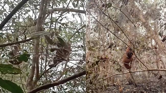 Potret Chelsea dan Gundul, orang utan terdampak karhutla Tanjung Puting. (Foto: Istimewa)