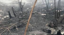 Sisa lahan yang ludes terbakar karhutla di Kalsel. (Foto: detikKalimantan/Khairun Nisa)